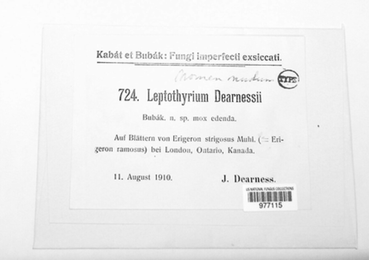 Leptothyrium dearnessii image